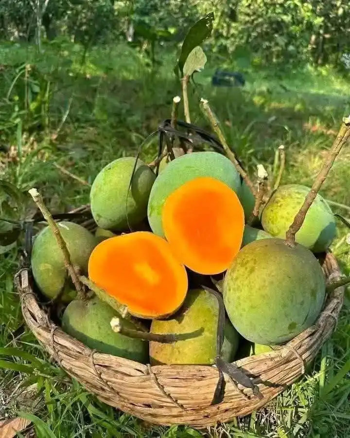 ১০ কেজি ফ্রেস হিম সাগর বাছাইকৃত আম ১০ কেজি/10 kg